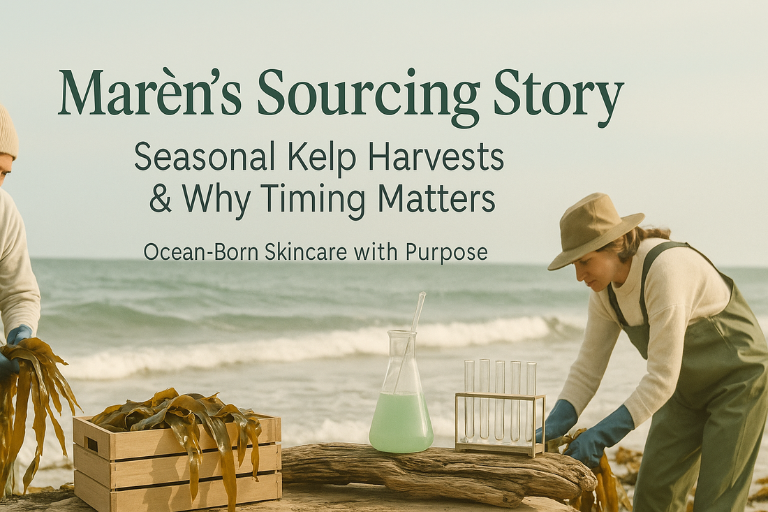 Marèn’s Sourcing Story: Seasonal Kelp Harvests & Why Timing Matters
